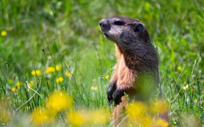 Science Marketing for FTC Compliance